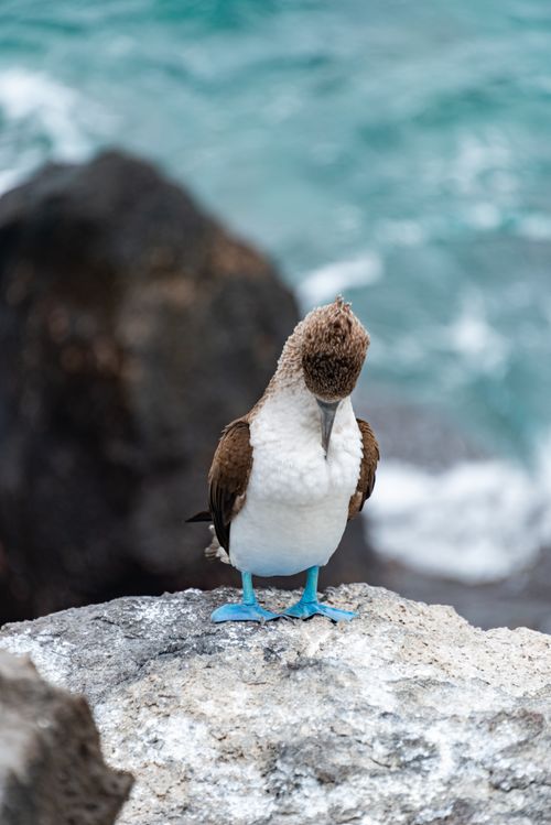 Free Blue-footed booby preening on rocky shore with ocean background, highlighting marine wildlife. Stock Photo
