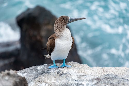 Blue Footed Booby by Sea in Close Up