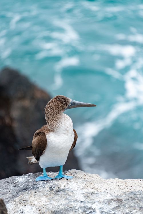 Free Blue-footed booby perched on rocks by the sea, showcasing its iconic blue feet. Stock Photo