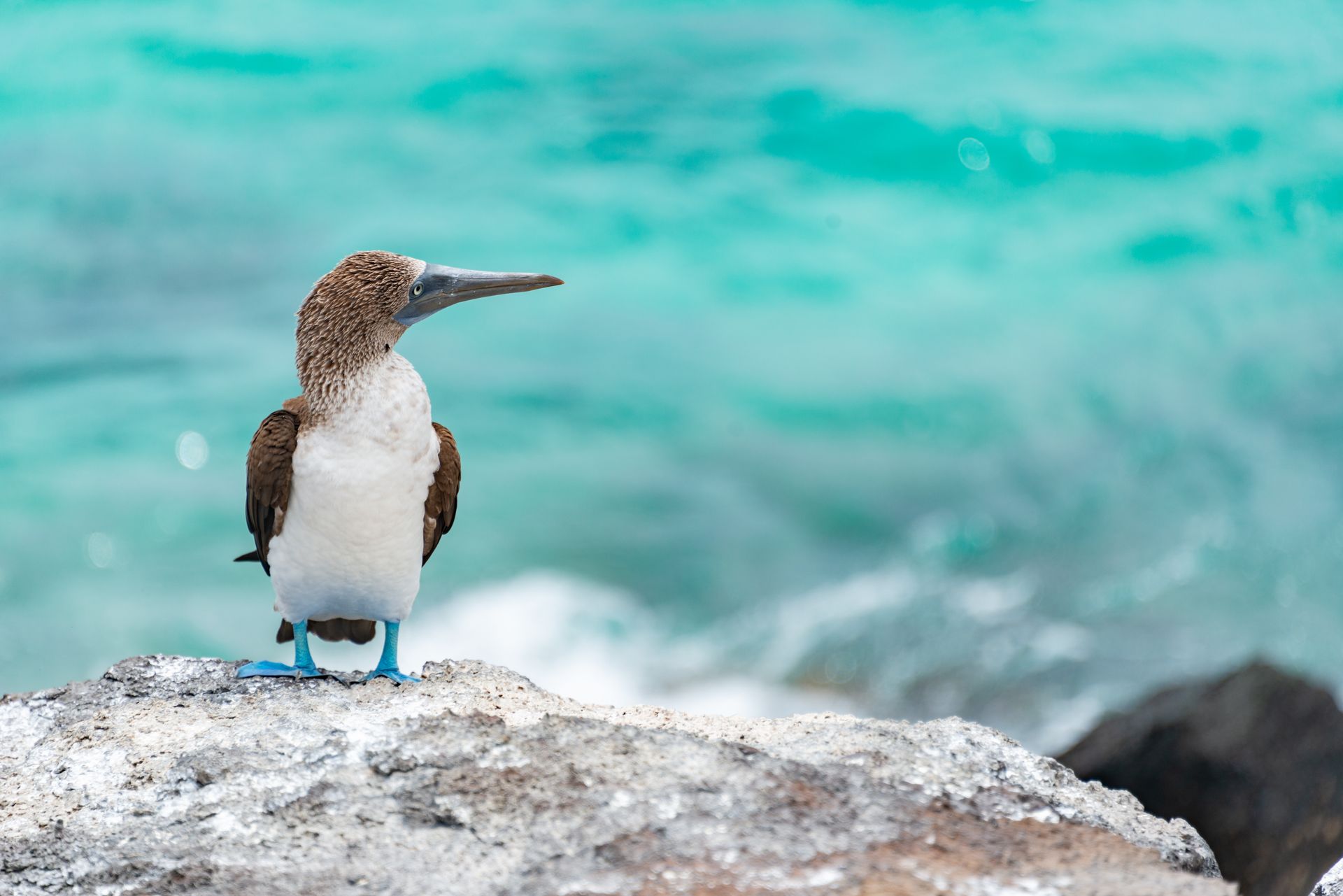 Blue-footed Booby Sitting on a Rock