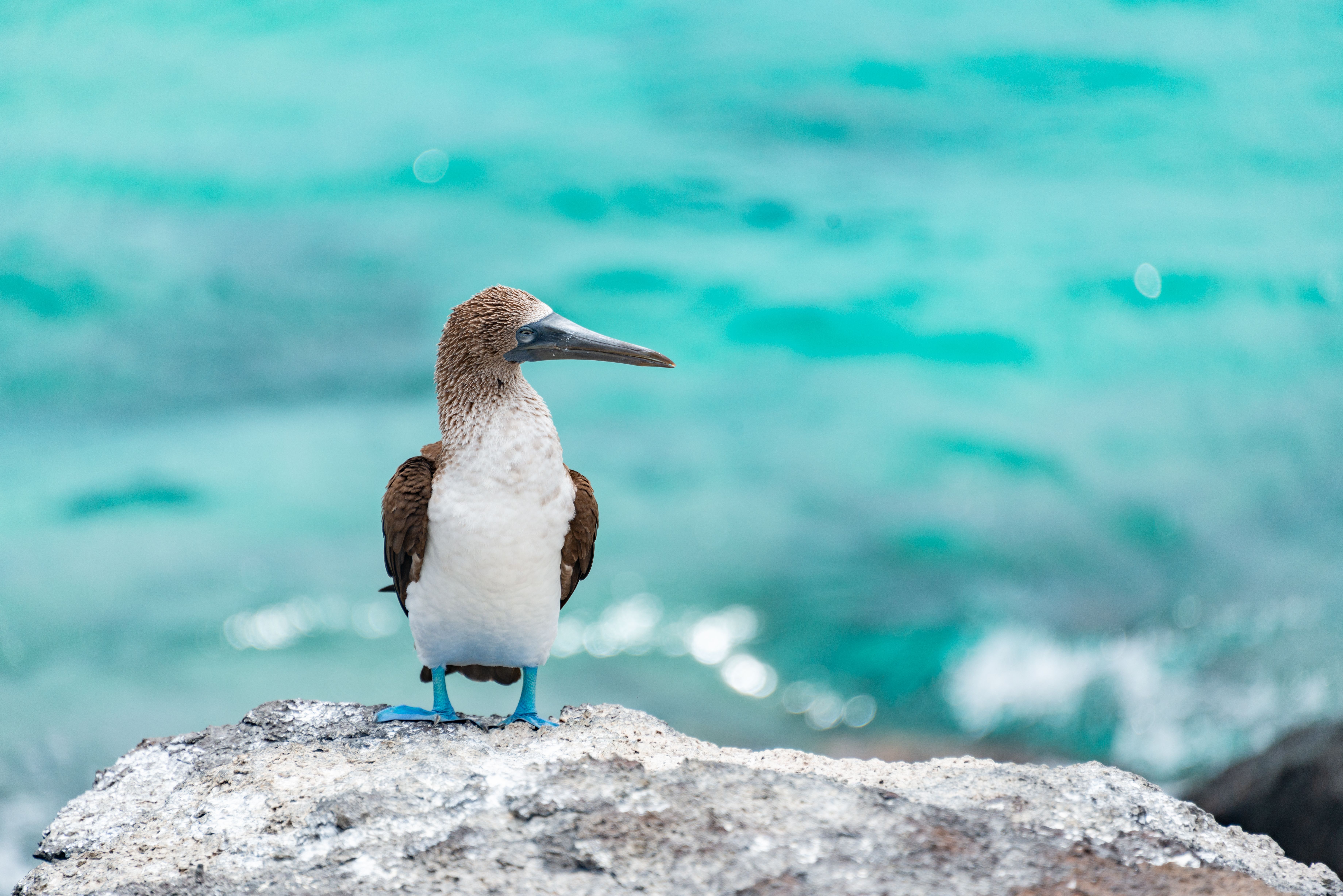 A blue-footed booby perched on a rock by the ocean with turquoise waters. A blue-footed booby perched on a rock by the ocean with turquoise waters.