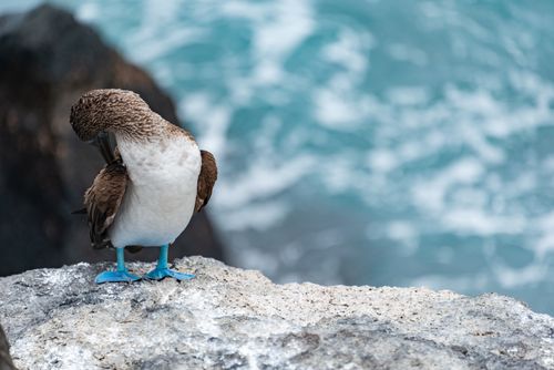 Free A blue-footed booby bird preening on a rock by the seaside, showcasing its vibrant blue feet. Stock Photo