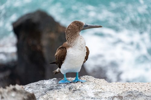 Free Close-up of a blue-footed booby seabird standing on a rock by the ocean. Stock Photo