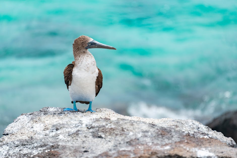 Best Hotels Near Galapagos Islands Ecuador for Every Budget - Featured Image