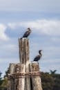 Cormorants Sitting on Wooden Poles