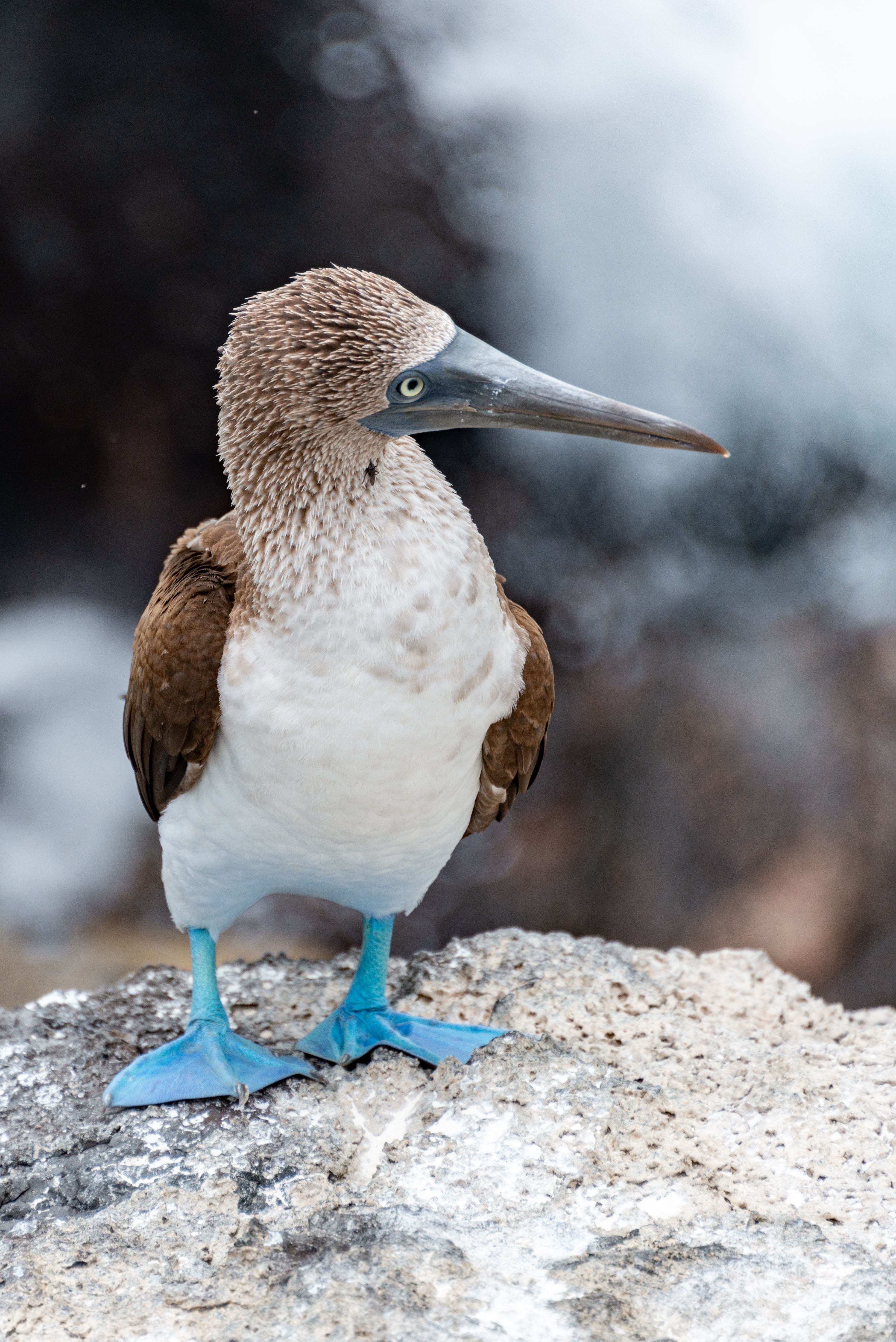 Blue Footed Booby in Close Up · Free Stock Photo