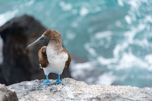 Free A blue-footed booby sits on a rock with ocean in the background, showcasing its striking blue feet. Stock Photo