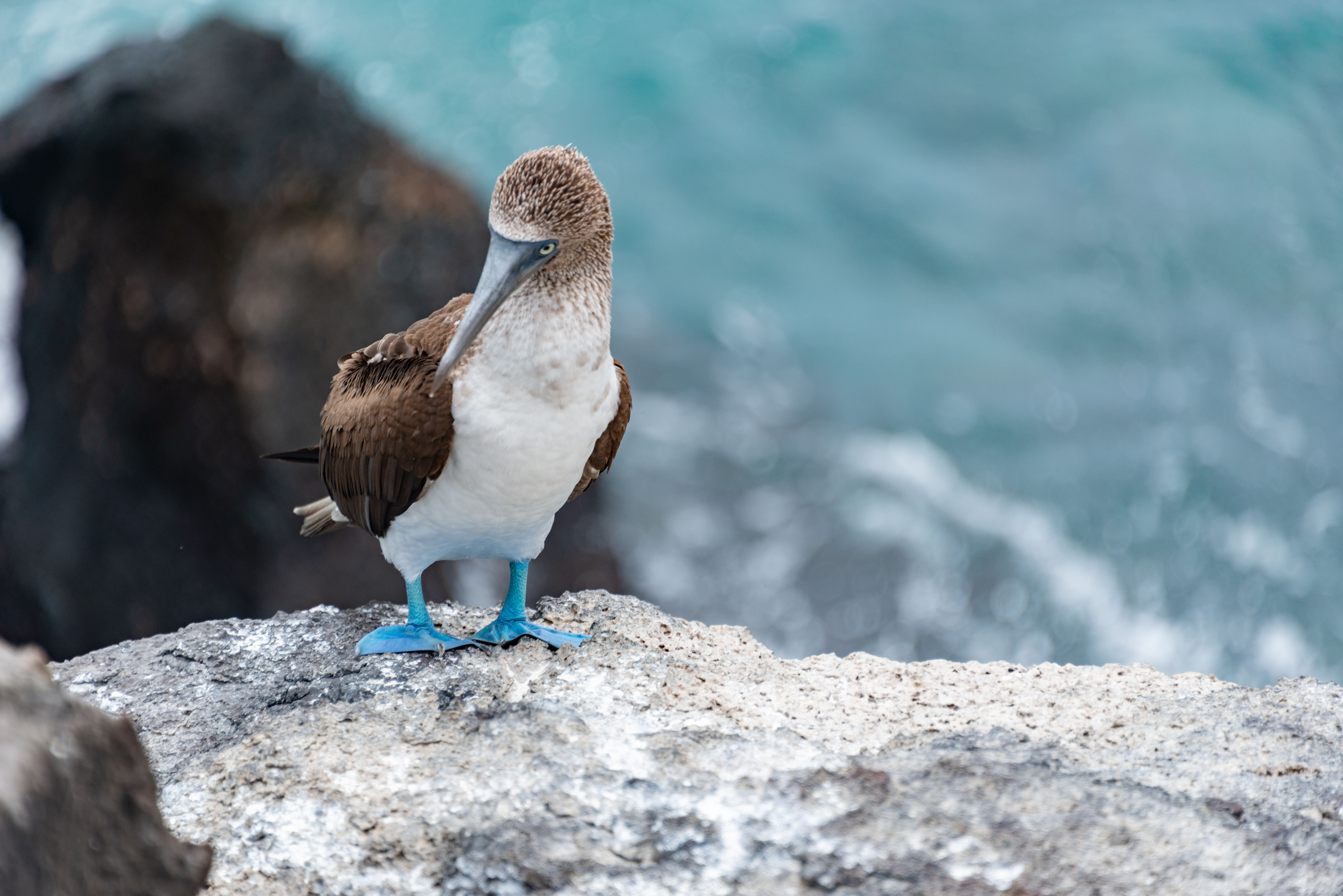 Closeup of Blue-Footed Booby Bird · Free Stock Photo