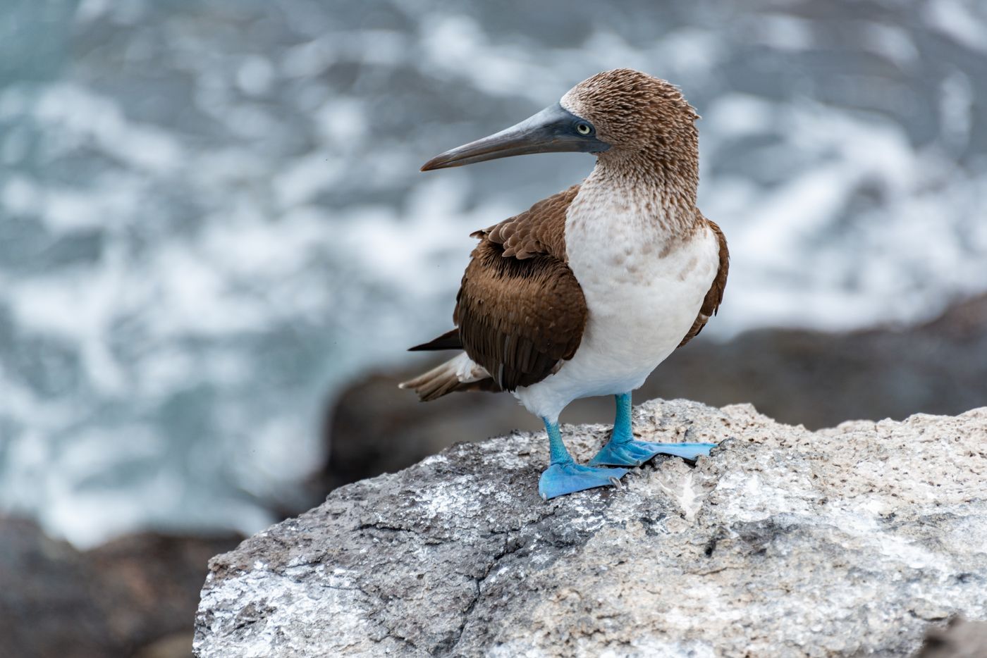 A blue-footed booby standing on dark rocks by the sea