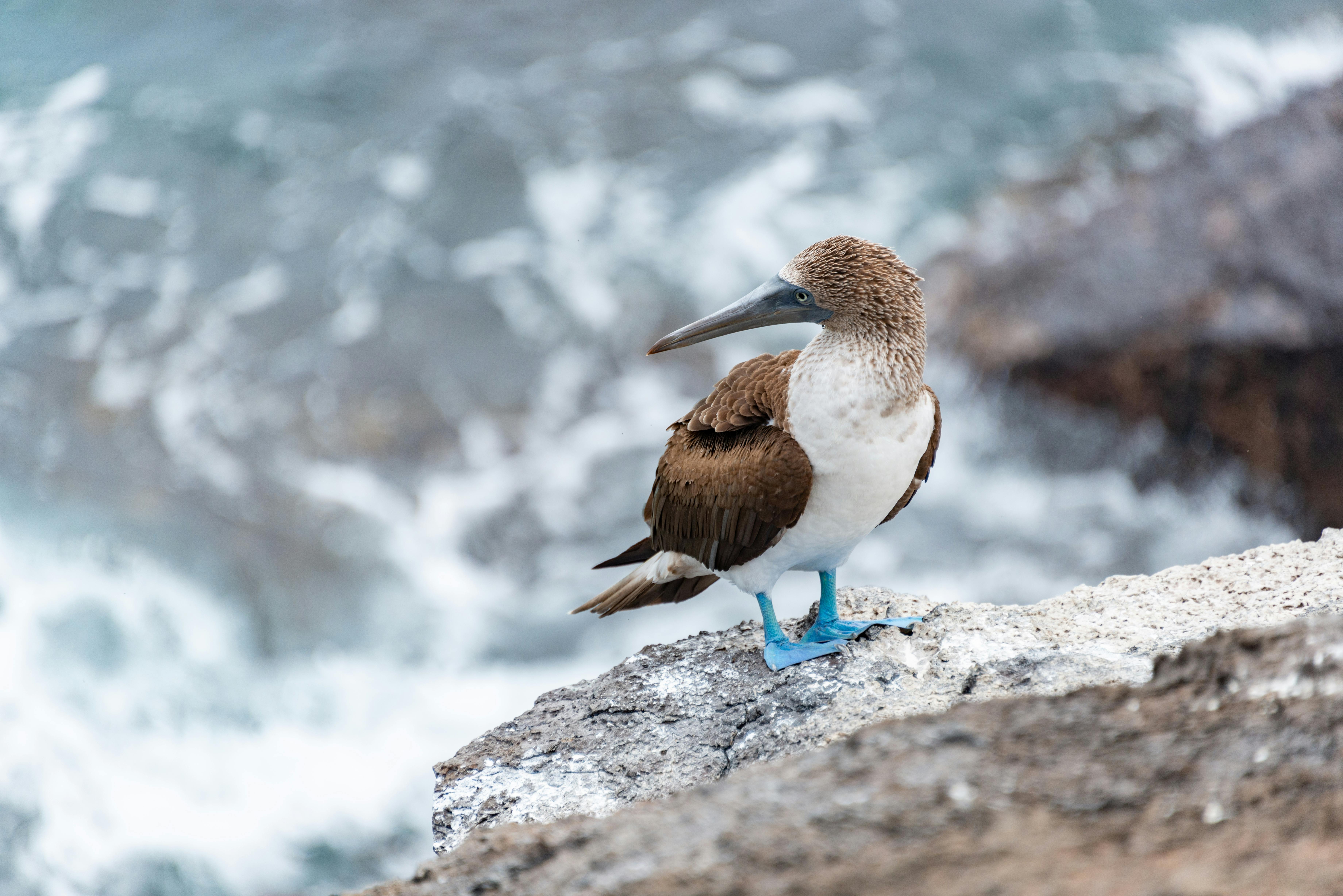 Beautiful Blue-footed Booby bird pair walking together Stock Photo - Alamy