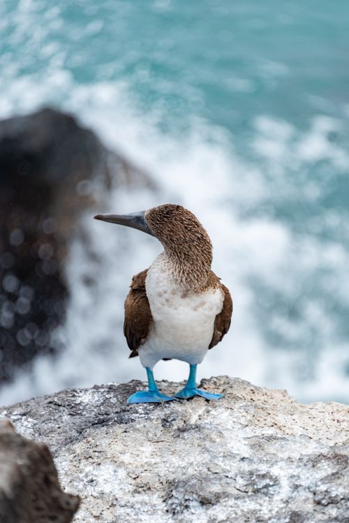 Free Vibrant blue-footed booby perched on rock by ocean waves. Stock Photo