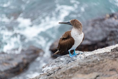 Free A blue-footed booby sits on a rocky shore overlooking the ocean. Stock Photo