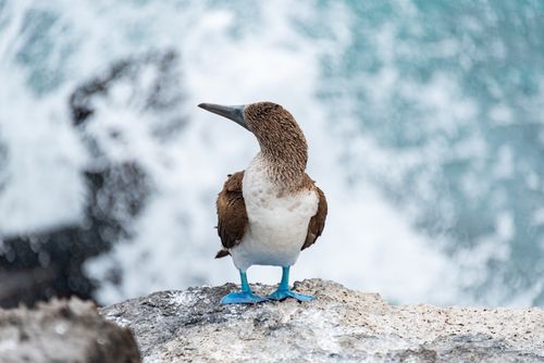 Free Close-up of a blue-footed booby bird with ocean waves crashing behind. Stock Photo