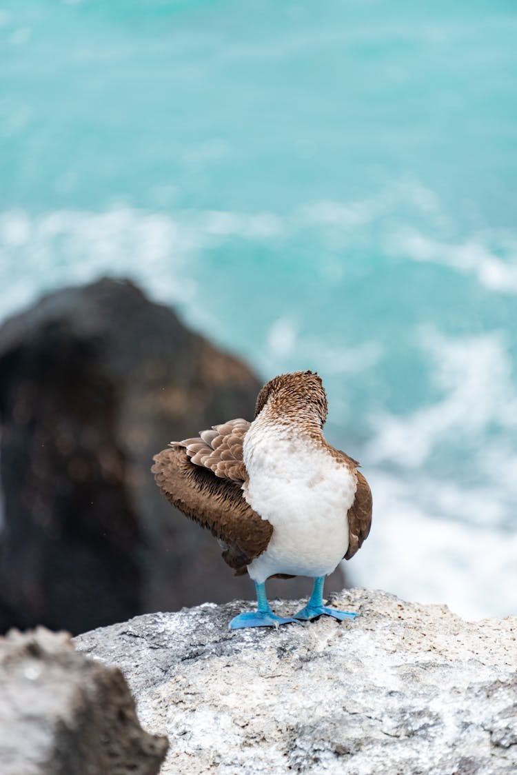 Blue-Footed Booby Bird Cleaning Its Feathers