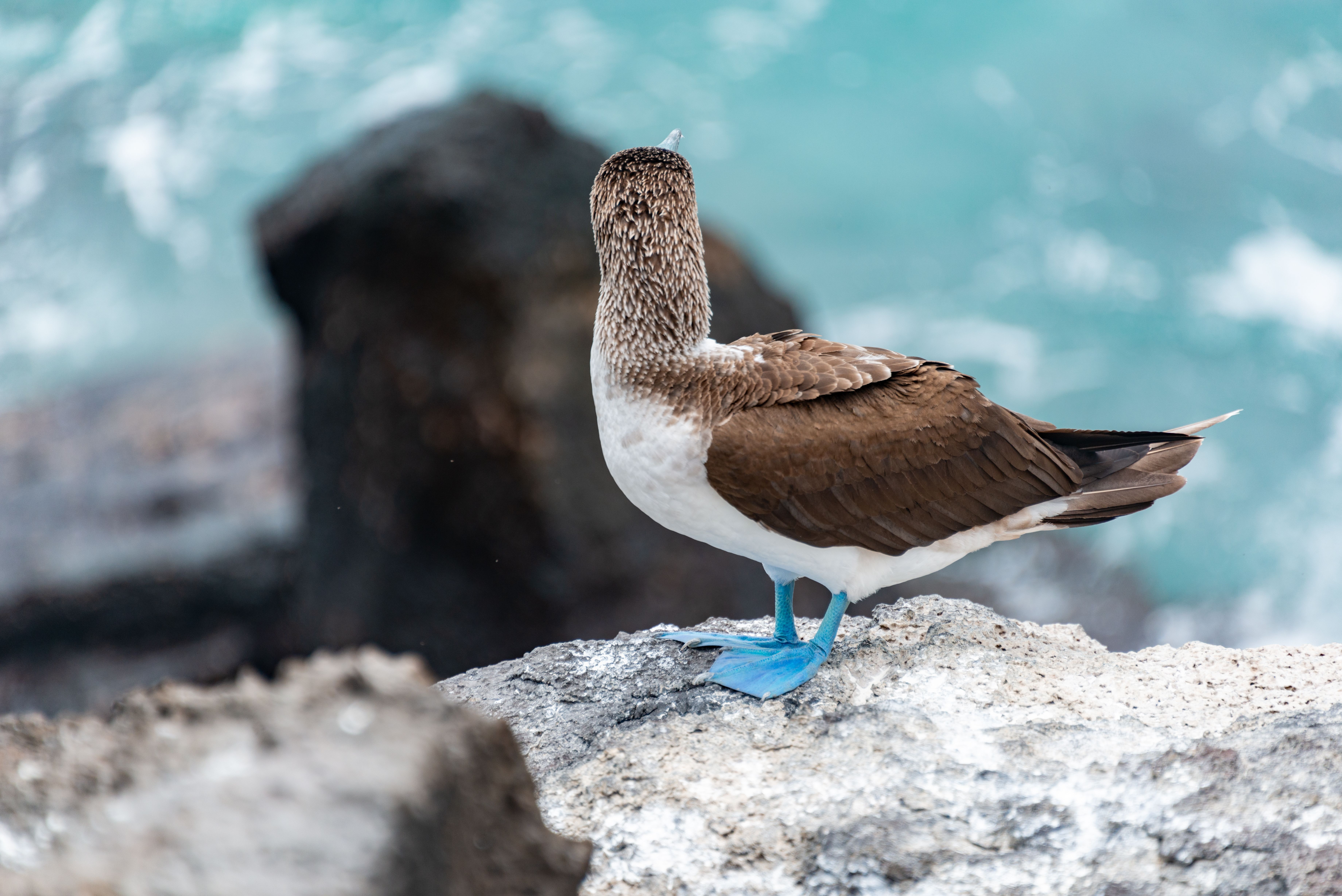 A blue-footed booby standing on a rocky coastline with ocean waves in the background. A blue-footed booby standing on a rocky coastline with ocean waves in the background.