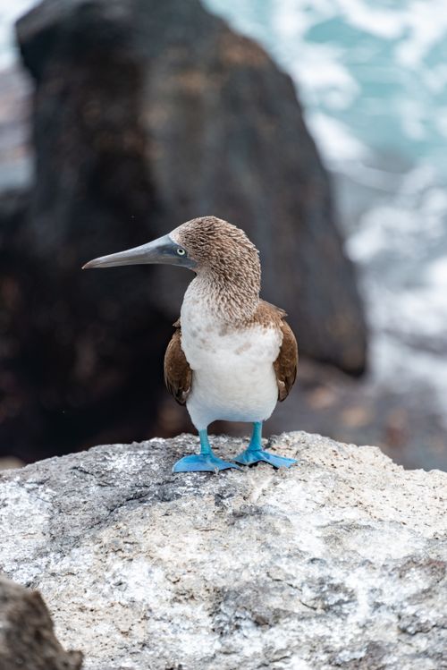 Free A blue-footed booby stands on a rock near the ocean, showcasing its distinctive blue feet and brownish plumage. Stock Photo