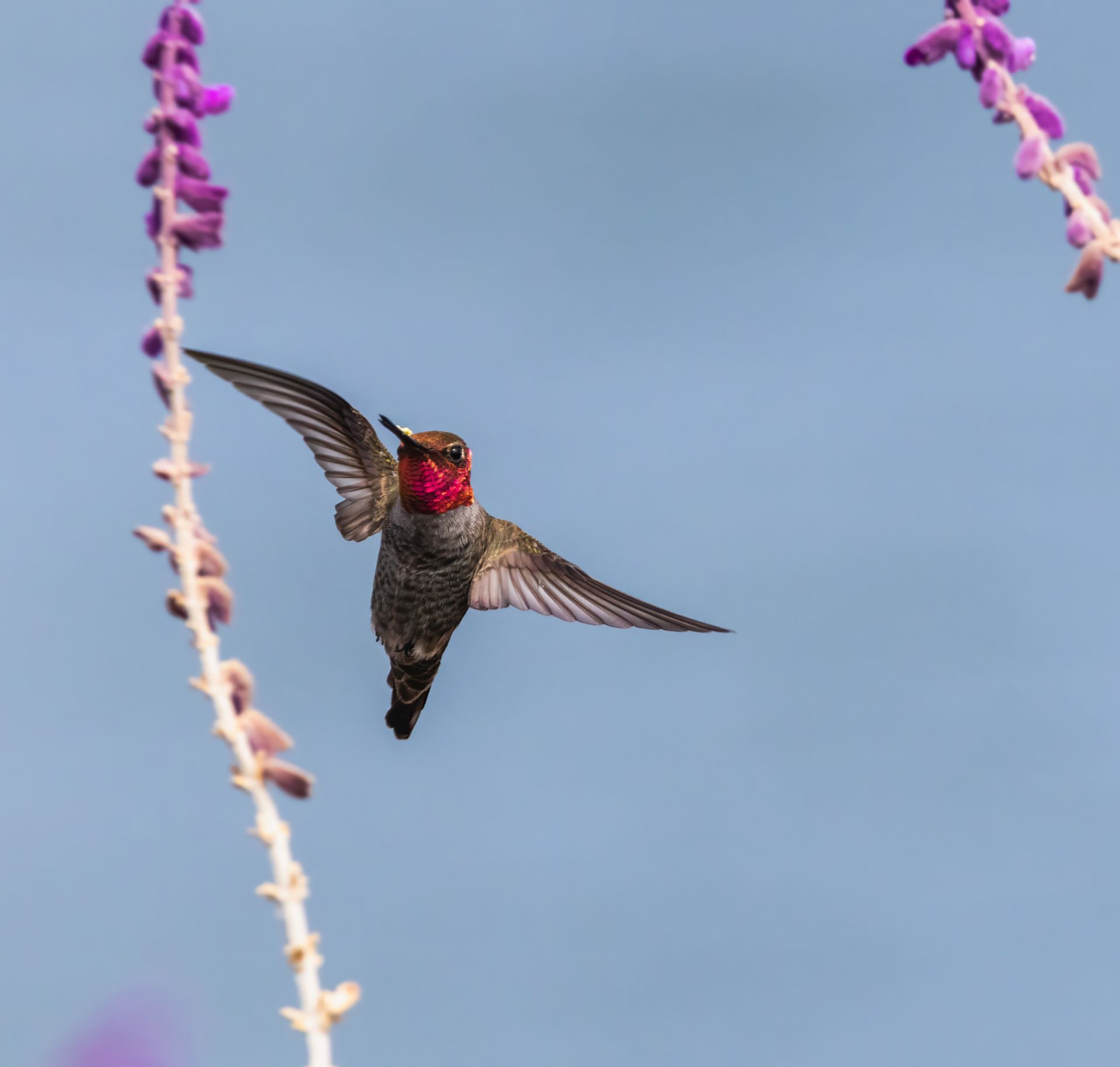 Close-up of a hummingbird in flight surrounded by vibrant pink flowers set against a clear sky.
