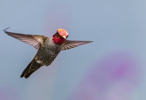 Flying Annas Hummingbird