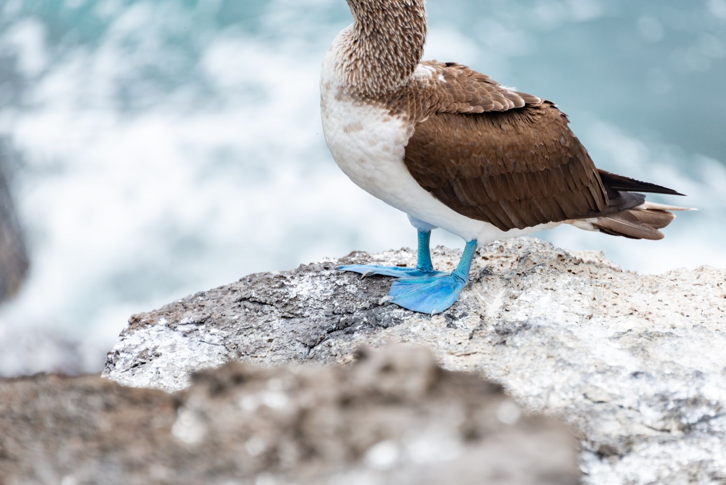 Blue Feet Photos, Download The BEST Free Blue Feet Stock Photos & HD Images