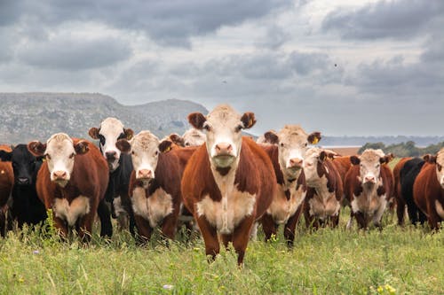 一群動物, 動物攝影, 奶牛 的 免费素材图片