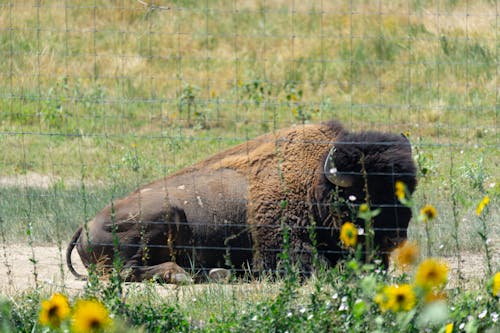 Buffalo Bull at the Rocky Mountain Arsenal National Wildlife Reserve 2