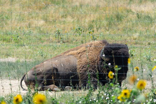 Buffalo Bull at the Rocky Mountain Arsenal National Wildlife Reserve