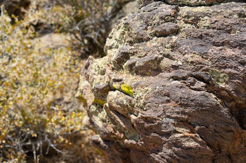 Mossy Boulder with Tree