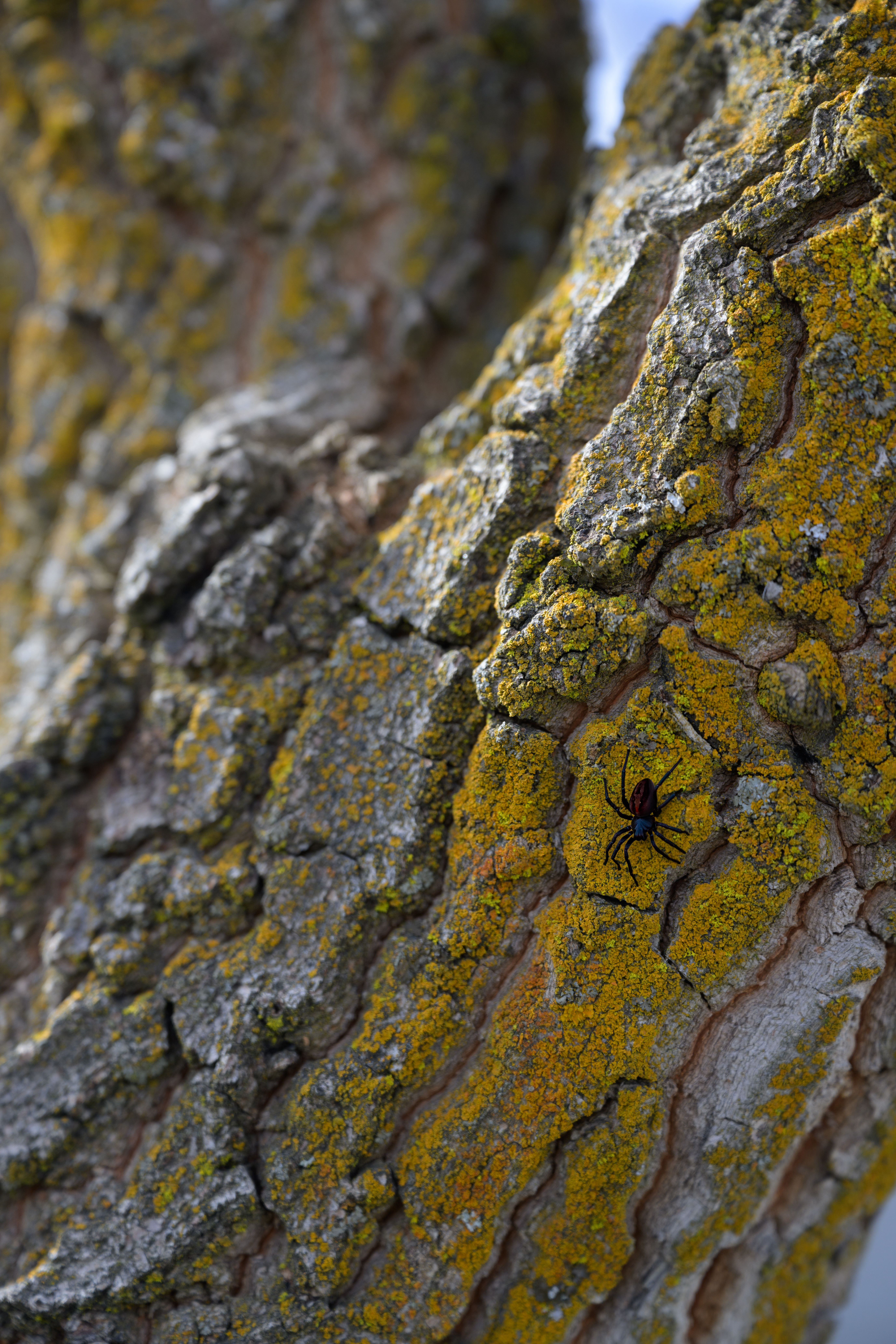 Close-up of a vibrant spider on a tree bark with colorful moss and lichen.