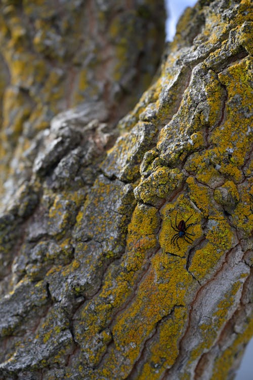 Spider on a Mossy Tree Bark