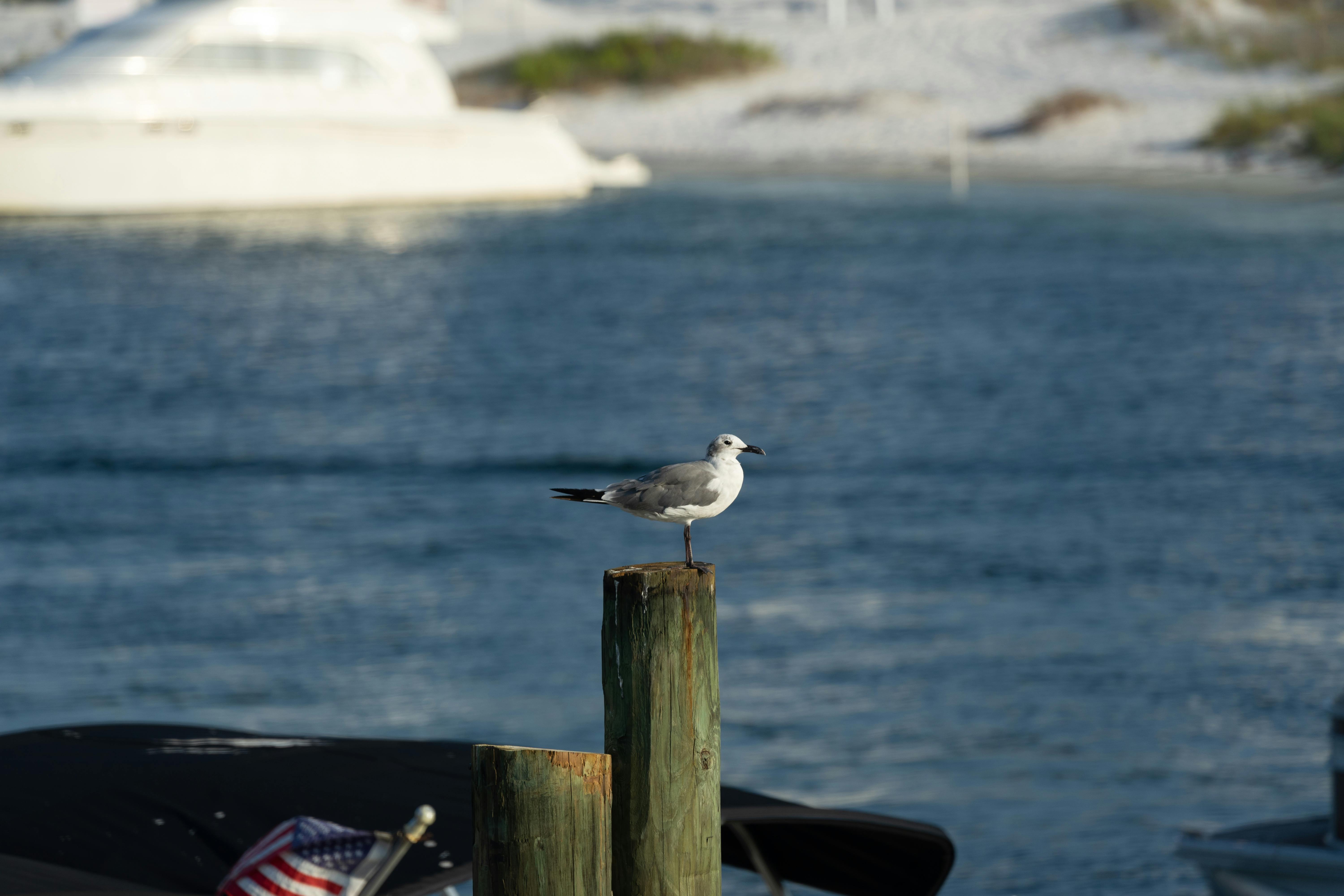 A seagull perches on a wooden post by the water in Destin, Florida.
