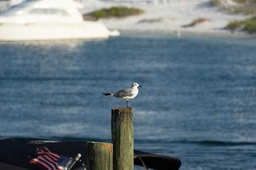Seagull on a Pylon 1