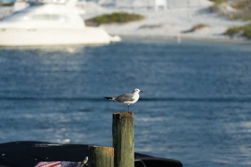 Seagull Stands on Wooden Pole