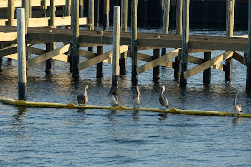 Pelicans in the Bay 2