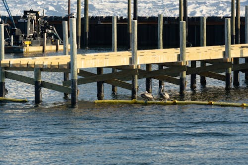 Pelicans in the Bay 1