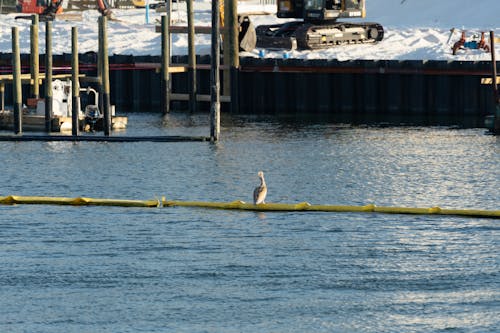 Lone Pelican in the Bay