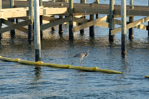 Egret in the Bay