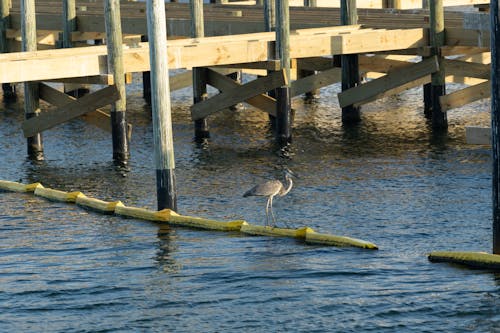 Egret in the Bay 2