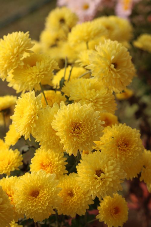 Free Close-up view of vibrant yellow chrysanthemums in full bloom outdoors. Stock Photo
