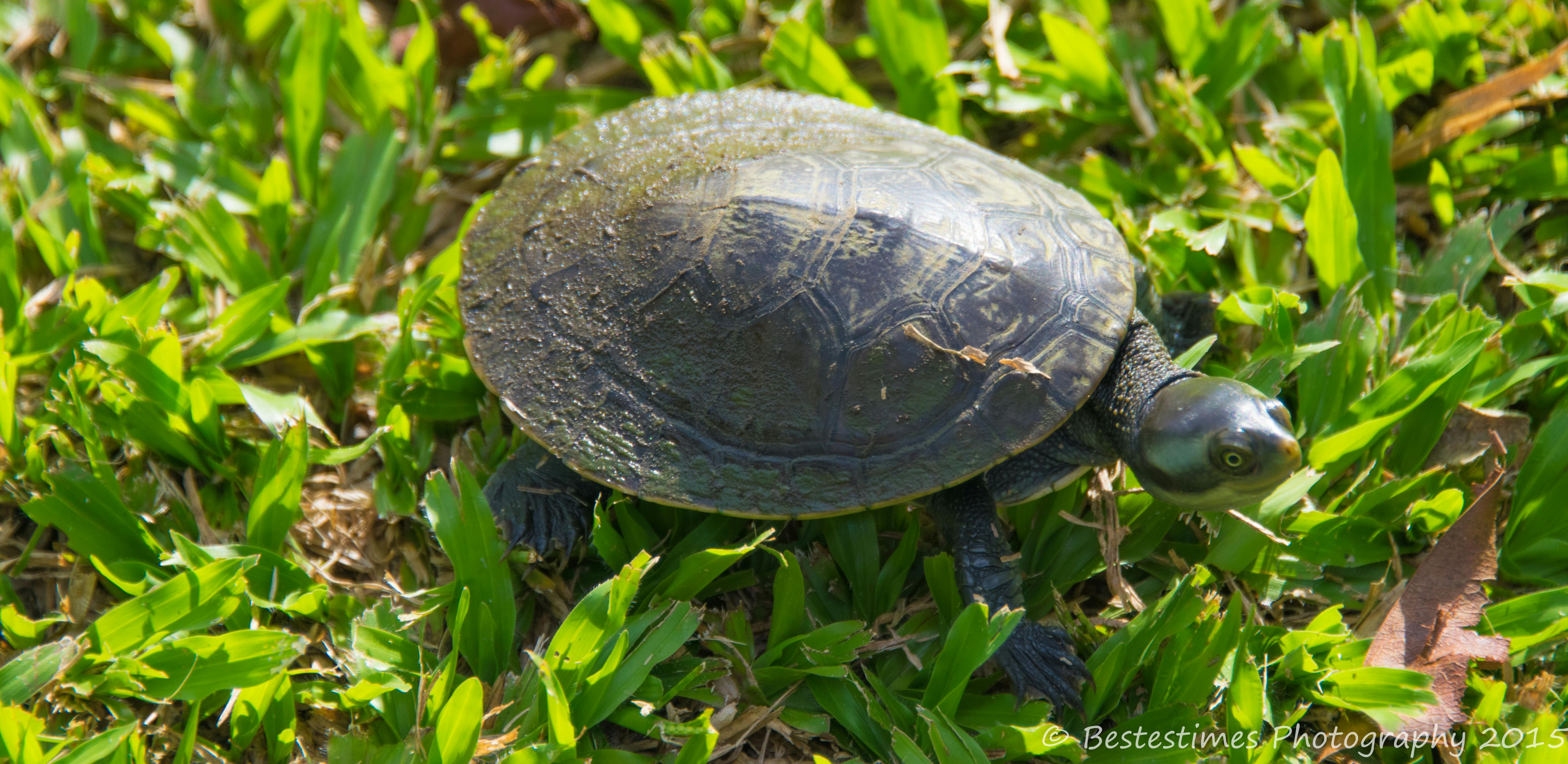 Free stock photo of bestestimes, grass, turtle