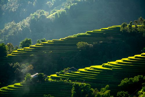 Free Beautiful terraced fields on lush green hills, capturing serene natural beauty and agricultural landscapes. Stock Photo