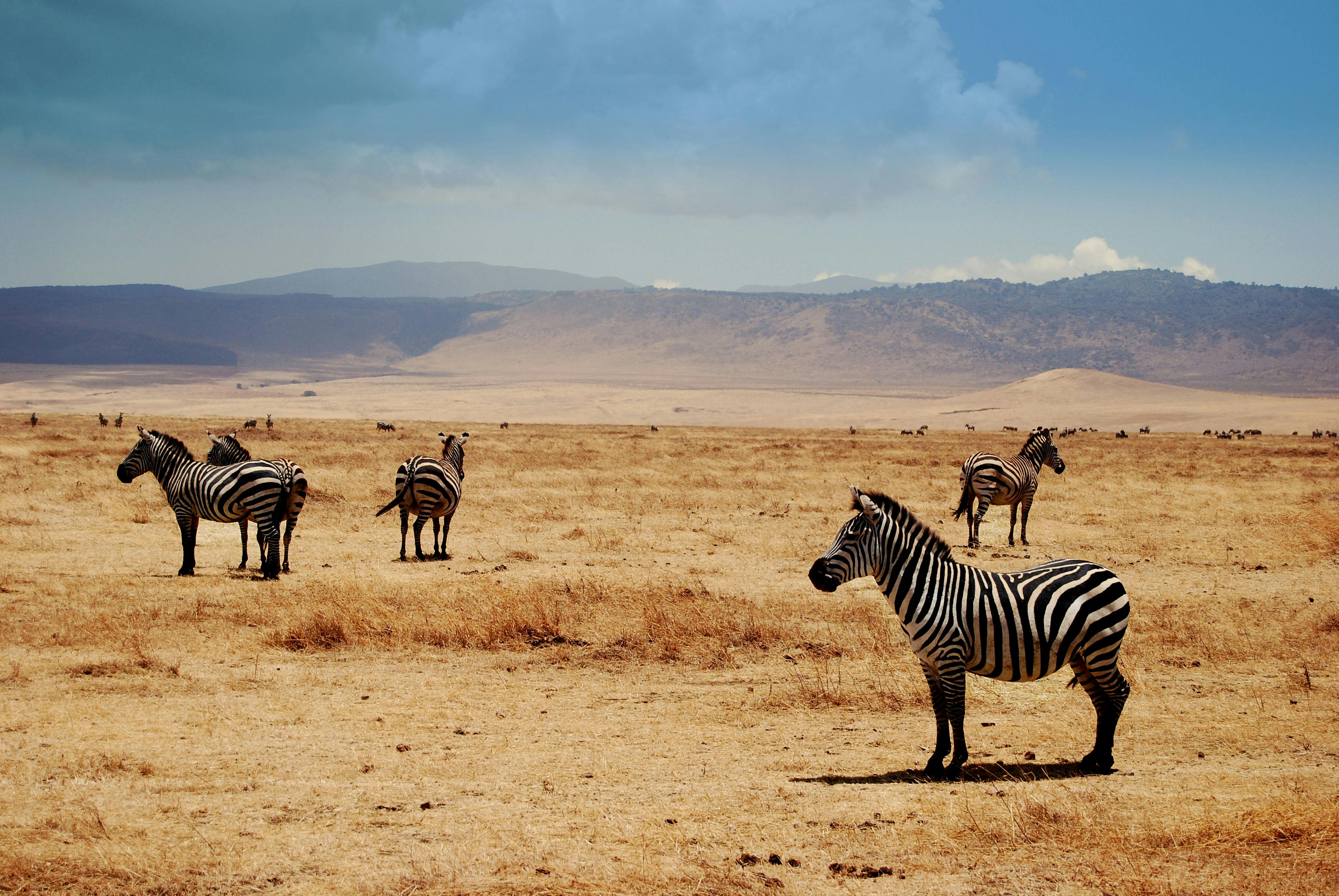 Free stock photo of africa, safari, serengeti