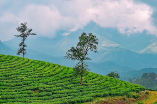 Tea plantation and majestic mountains in wayanad 