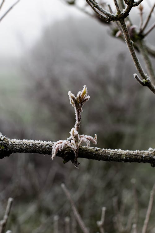 Free stock photo of frost, frosty weather, plant