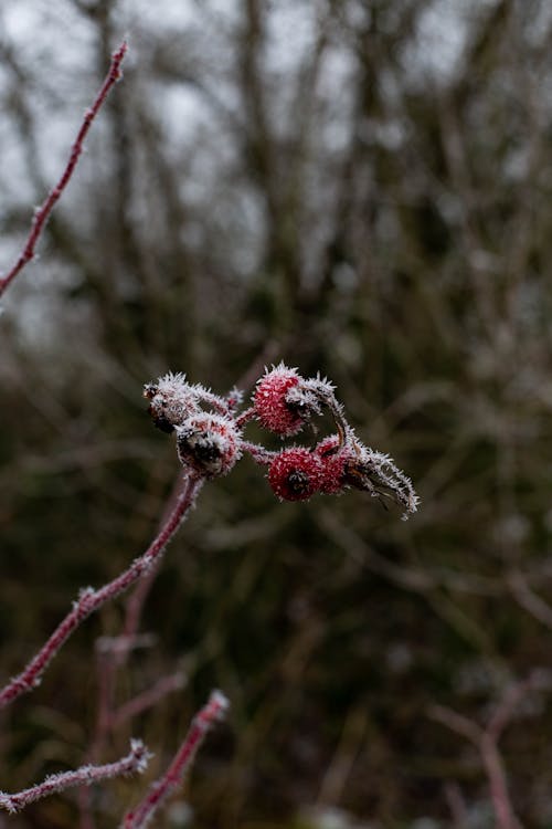 Free stock photo of frost, frosty weather, fruit