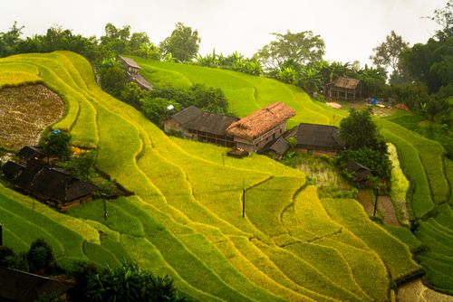 Free Lush terraced fields with a thatched roof farmhouse in a rural landscape. Stock Photo