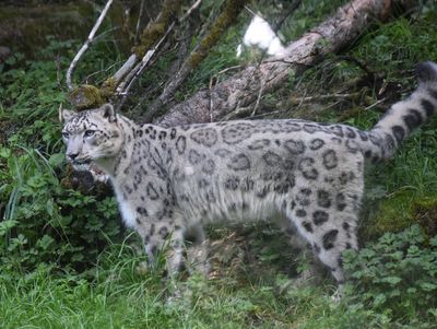 Snow Leopard