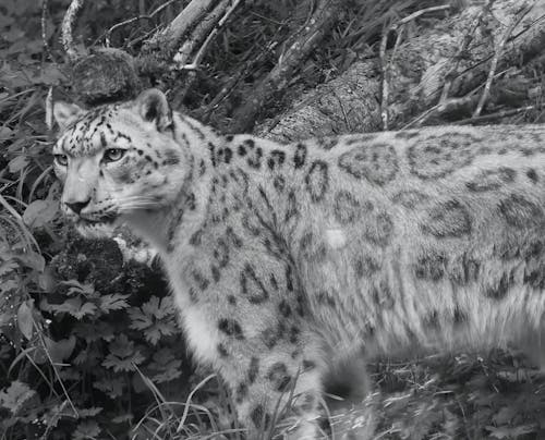 Fotobanka s bezplatnými fotkami na tému divočina, džungľa, fotografie zvierat žijúcich vo voľnej prírode