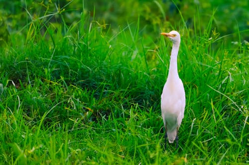 An Egret Standing on a Green Field 