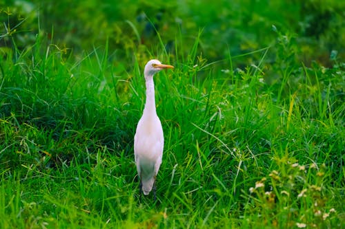 An Egret Standing on a Green Field 
