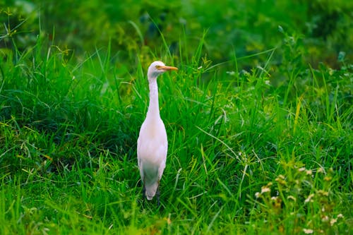 Gratis stockfoto met dierenfotografie, gras, natuurfotografie